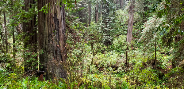 Jedediah Smith Redwoods State Park